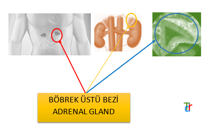Bu görselin Alt özniteliği boş. Dosya adı: EKLE1-1.png